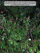 Southern Marara Vesselowskya rubifolia