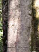 Southern Sassafras Atherosperma moschatum Bark