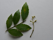 Flower Buds Atherosperma moschatum