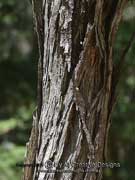 Swamp Paperbark Melaleuca ericifolia Bark