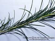 Swamp Paperbark Melaleuca ericifolia Branchlet