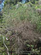 Swamp Paperbark Melaleuca ericifolia