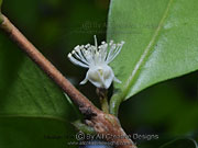 Flower of Sweet Myrtle Gossia fragrantissima