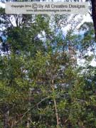 Acacia longifolia ssp. longifolia, Sydney Golden Wattle