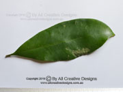Onionwood Satinash Syzygium alliiligneum Leaf