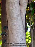 Satinash Syzygium glenum Bark
