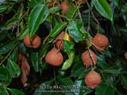 Fruit of Satinash Syzygium glenum
