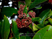 Fruit Cassowary Satinash Syzygium graveolens