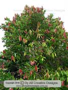 Cassowary Satinash Syzygium graveolens