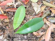 Coolamon Syzygium moorei Leaves