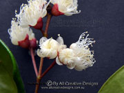 Flower of Syzygium oleosum