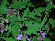 Tall Nightshade Solanum nobile Foliage