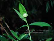 Flower Pimelea ligustrina subsp. hypericina, Tall Rice Flower