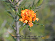 Flower Tall Shaggy Pea Oxylobium arborescens