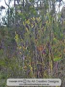 Tall Shaggy Pea Oxylobium arborescens