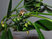 Tall Zieria Zieria arborescens subsp. arborescens Fruit