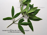Tall Zieria, Zieria arborescens subsp. arborescens, Leaves