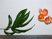 Small-leaved Tamarind Diploglottis campbellii Leaf