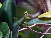 Flower Tartree Semecarpus australiensis