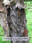Tea Tree Melaleuca alternifolia Bark
