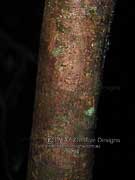 Thick-leaved Laurel, Cryptocarya meissneriana Bark