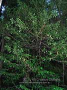 Thick-leaved Laurel, Cryptocarya meissneriana, Northern Rivers Laurel