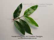 Thin-leaved Gardenia Atractocarpus chartaceus Branchlet