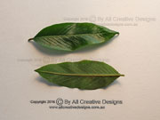 Thin-leaved Gardenia Atractocarpus chartaceus Leaves