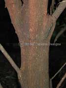 Thin-leaved Coondoo Pouteria chartacea Bark