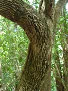 Tree Heath, Trochocarpa laurina Bark