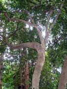 Tree-Heath Trochocarpa laurina