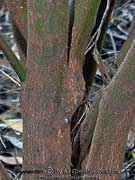 Tree Shaggy Pea Oxylobium robustum Bark