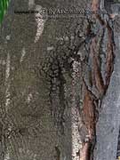 Tree Waratah (QLD) Alloxylon flammeum Bark