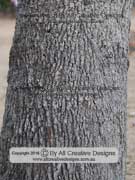 Tropical Kurrajong Brachychiton diversifolius Bark
