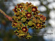 Flower Tropical Kurrajong Brachychiton diversifolius