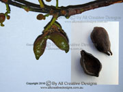 Tropical Kurrajong Brachychiton diversifolius Fruit