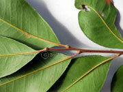 Tuckeroo Cupaniopsis anacardioides Leaves
