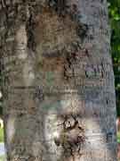 Tulipwood Harpullia pendula Bark