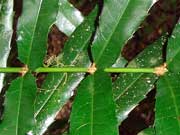 Turnipwood Akania bidwillii Leaf