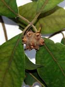 Turpentine Tree Syncarpia glomulifera Fruit