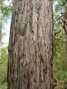 Turpentine Tree Syncarpia glomulifera Bark