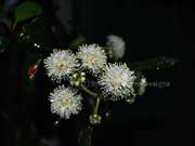 Flower Turpentine Tree Syncarpia glomulifera