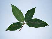 Turpentine Tree Syncarpia glomulifera Leaves