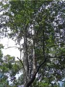 Turpentine Tree Syncarpia glomulifera
