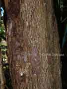 Umbrella Cheese Tree Glochidion sumatranum Bark