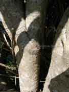 Umbrella Tree Schefflera actinophylla Bark