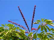 Umbrella Tree Schefflera actinophylla  Fruit