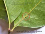 Veiny Pear Fruit Mischocarpus anodontus Leaf