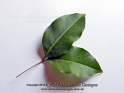 Leaf of Veiny Pear Fruit Mischocarpus anodontus
