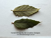 Velvet Bush Lasiopetalum species Leaves